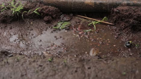 raindrops falling in puddle in nature