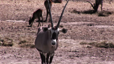 video de un antílope en el cinemagraph