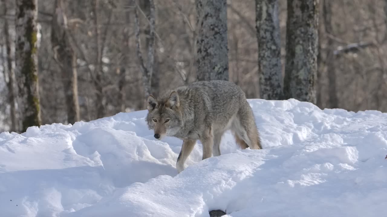 coyote walks down snowy path slomo