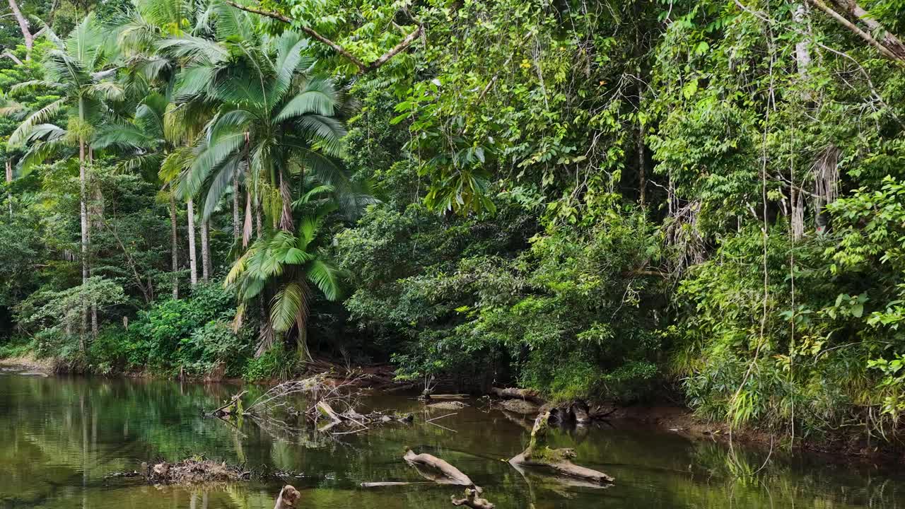 Aerial footage captures lush greenery and tranquil waters in Daintree Rainforest, showcasing vibrant foliage and serene creek reflections