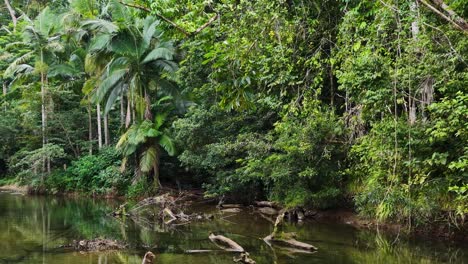 aerial footage captures lush greenery and tranquil waters in daintree rainforest, showcasing vibrant foliage and serene creek reflections