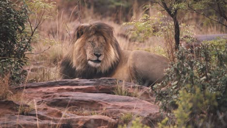 león acostado sobre una roca en la sabana apretando los ojos cerrados, cámara lenta