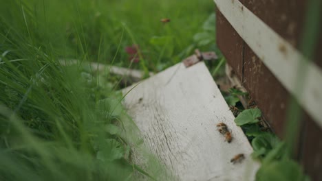 Busy-honeybees-active-around-Langstroth-beehive-grass-entrance