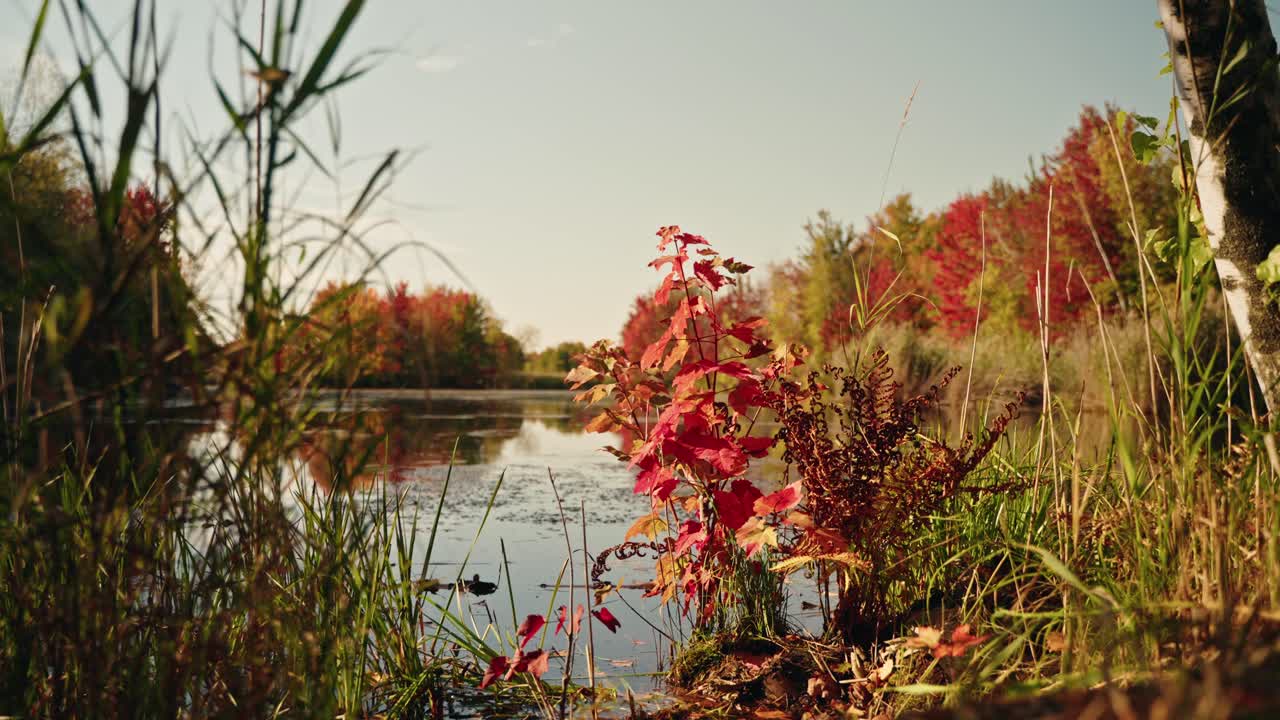 Colorful autumn plants and reeds near a calm lakeside in nature, North America, Quebec, Montreal, Canada.