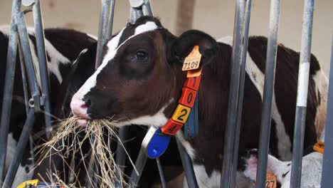 young calf eating hay in a farm