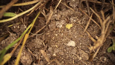 Statische-Aufnahme-Von-Oben-Nach-Unten-Eines-Aufgewühlten-Feuerameisenhaufens,-Gras,-Das-Seitlich-Aus-Dem-Dreck-Ragt