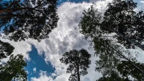 time lapse looking up on clouds rolling on blue sky over trees in forest