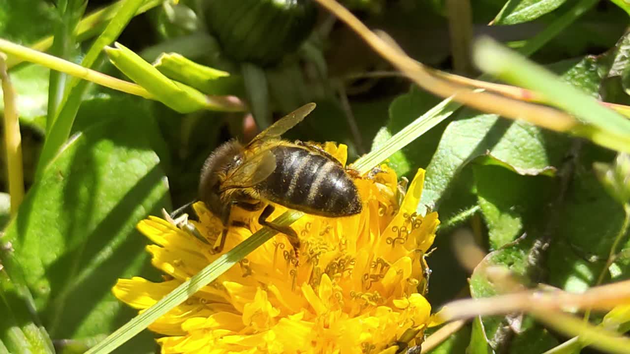 una abeja poliniza una flor de jardín en la naturaleza mientras sopla un viento suave