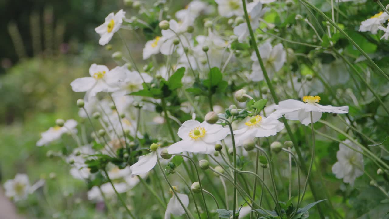 글래스톤베리 성스러운 가시 나무 바람이 부는 여름 날, 영국 4k