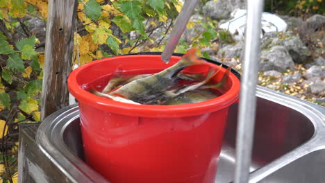 a bucket of freshly caught live nordic perch fish rests on preparation table