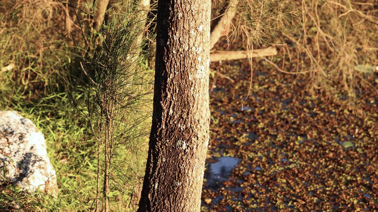골드 코스트 식물원 (gold coast botanic gardens) 에 있는 나무와 연못