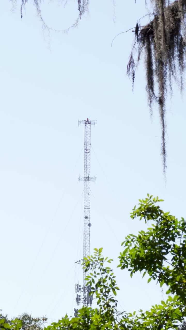 Clip social verticale con una torre di telecomunicazioni centrata nell'inquadratura, avvolta da vegetazione a strati e muschio spagnolo pendente sotto un cielo blu brillante a Tampa, in Florida