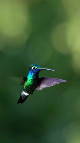 colorful hummingbird in flight