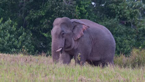 Mirando-Hacia-La-Izquierda-Agitando-Las-Orejas-Mientras-La-Cámara-Se-Aleja,-Elefante-Indio-Elephas-Maximus-Indicus,-Tailandia