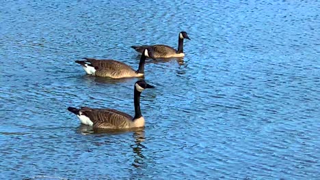 a flock of geese swimming on a pond