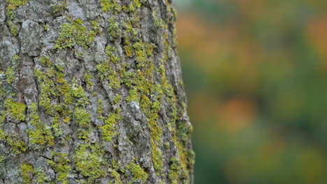 Tronco-De-árbol-Cubierto-De-Musgo-Con-Hojas-De-Otoño-En-Segundo-Plano.