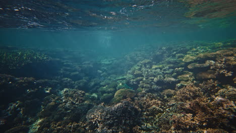 Aguas-Poco-Profundas-Con-Arrecifes-De-Coral-Complejos,-Vista-Submarina-De-Diferentes-Estructuras-Y-Formas