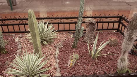 small garden with desert plants on a rainy day