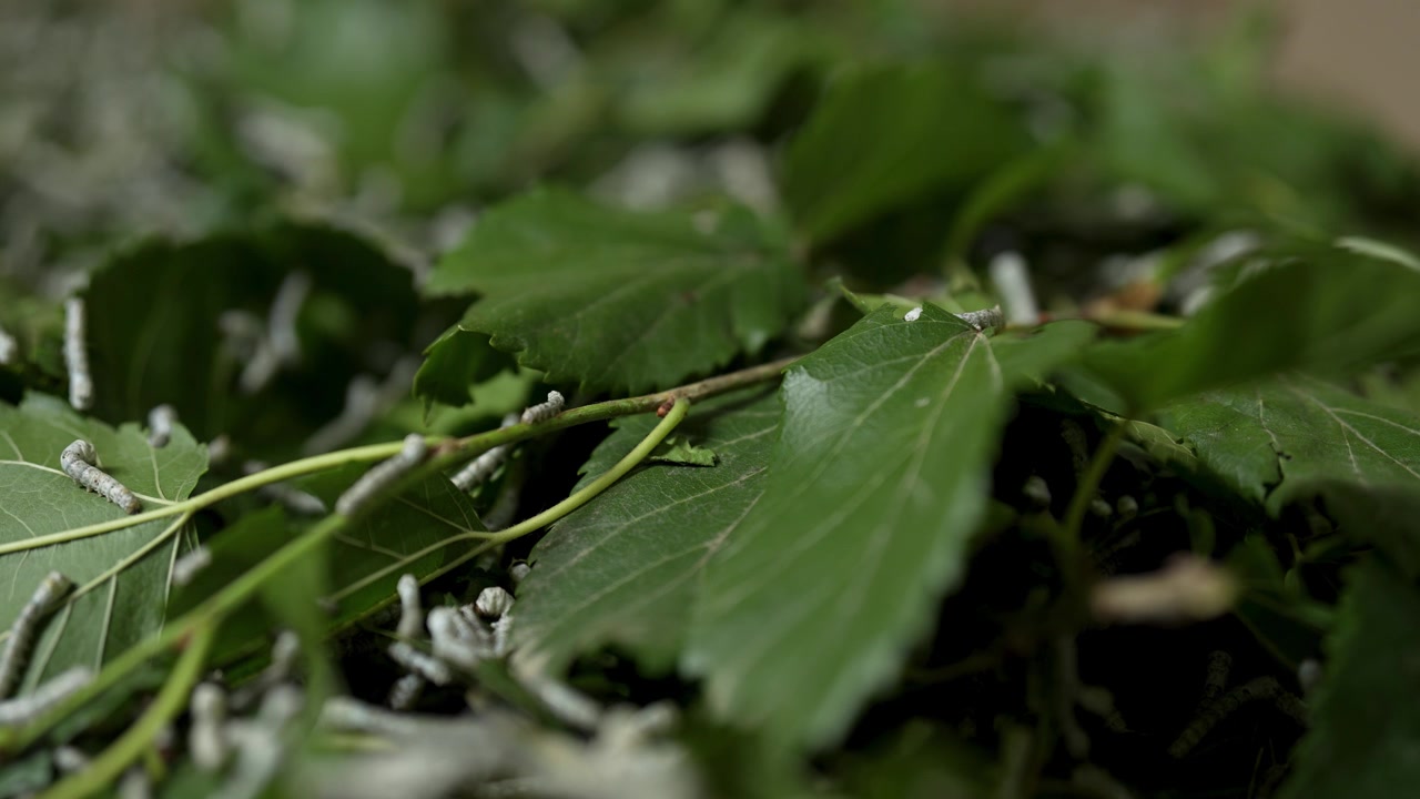 Expensive Persian Silk Origin in Silk road back to the source of silk Worm White Creature eat Green Mulberries Leaf Agriculture Background Insect Larva in Nature Sericulture Traditional Summer Thread