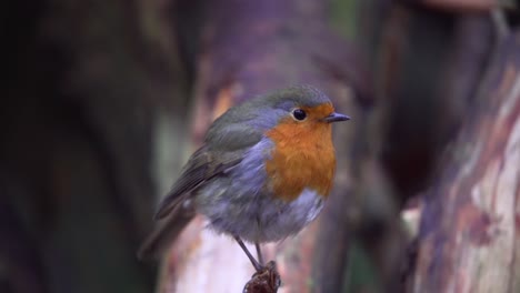 Ein-Kleines-Rotkehlchen-Singt-In-Einem-Baum