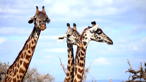 close up of three funny tower of giraffes heads looking at camera wiggling ears