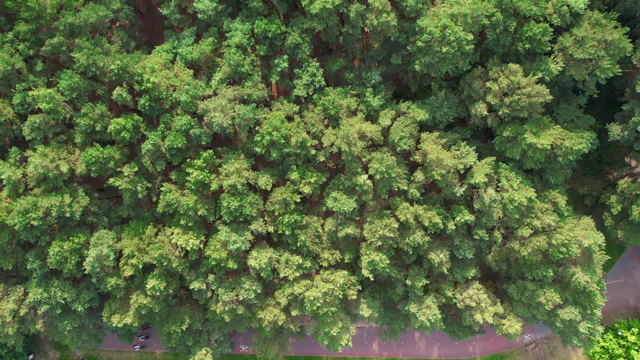 Aerial view of a dense canopy of trees displaying vibrant shades of green, capturing the essence of a lush forest or park