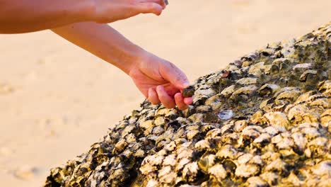 hands gathering oysters from rocky surface