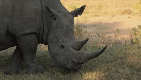 Close-up-shot-of-a-double-horned-rhino-grazing-on-the-African-Plains