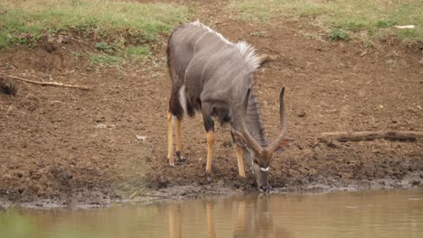 cautious spiral horn nyala antelope comes to muddy water hole to drink