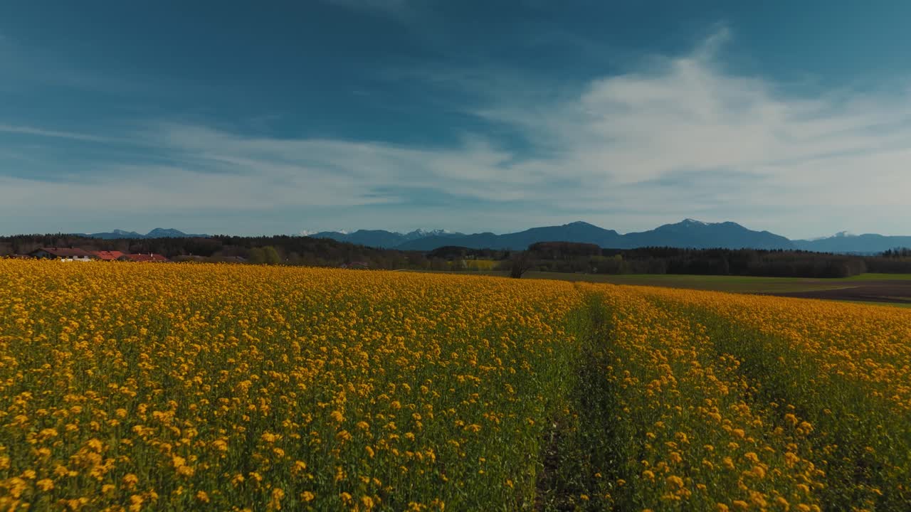 Campo di fiori gialli nella Baviera rurale vicino al pittoresco Lago Chiemsee con montagne delle Alpi e natura.