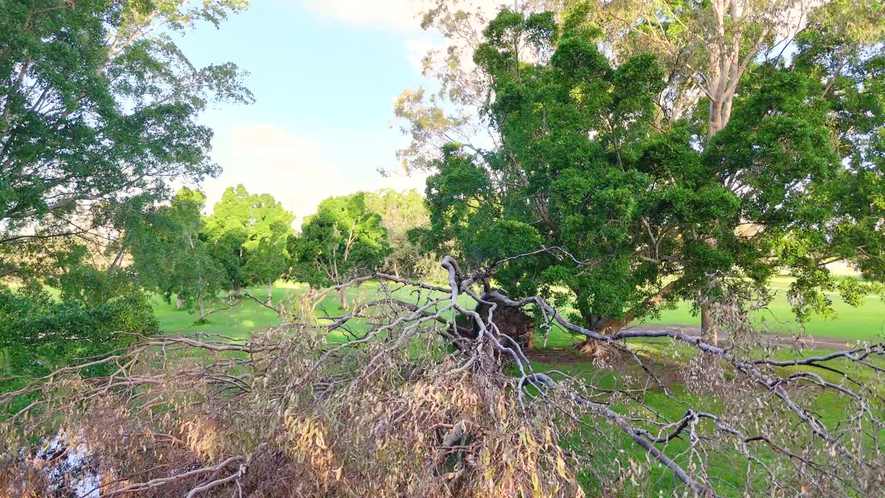 A sequence of tree branches in a park, transitioning from dry to lush greenery under bright sunlight