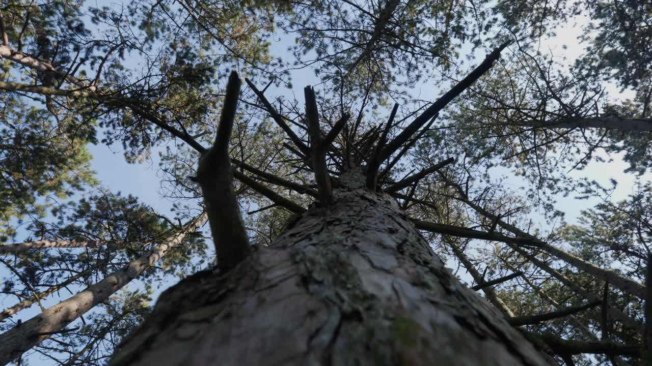 mirando hacia arriba a los pinos altos en un bosque