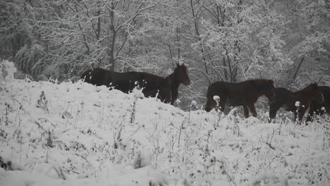 Manada-De-Caballos-Salvajes-Pasando-Por-Una-Colina-En-Un-Frío-Día-De-Invierno-Con-Nieve-Sobre-Los-árboles