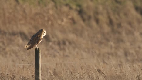 barn owl bird-of-prey perched on post daytime winter norfolk uk