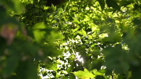 beautiful green vibrant natural 4k video bokeh abstract background. defocused leaves of old trees and soft sunset sunlight transparenting through branches and fresh foliage blown by wind