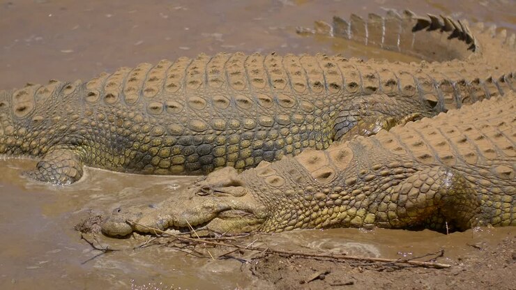 Una coppia di coccodrilli americani che si rilassa su una sponda fangosa