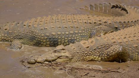 un par de cocodrilos americanos relajándose en una orilla fangosa