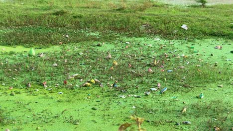 a natural swamp is polluted with plastic and become dangerous place for aquatic life