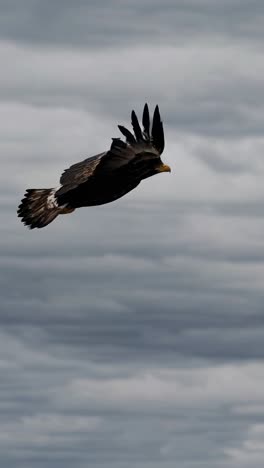 a dramatic video still of an eagle diving mid-air, captured from a side angle against a cloudy sky