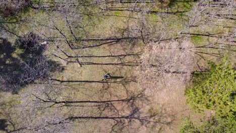 Person-walking-in-a-forest-with-huge-trees-drone-shot