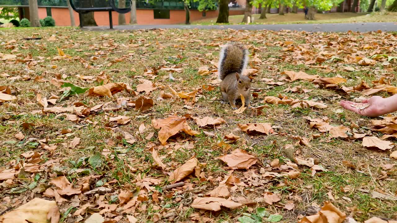 Uno scoiattolo a cui vengono date noccioline dalla mano di una ragazza nel parco in autunno