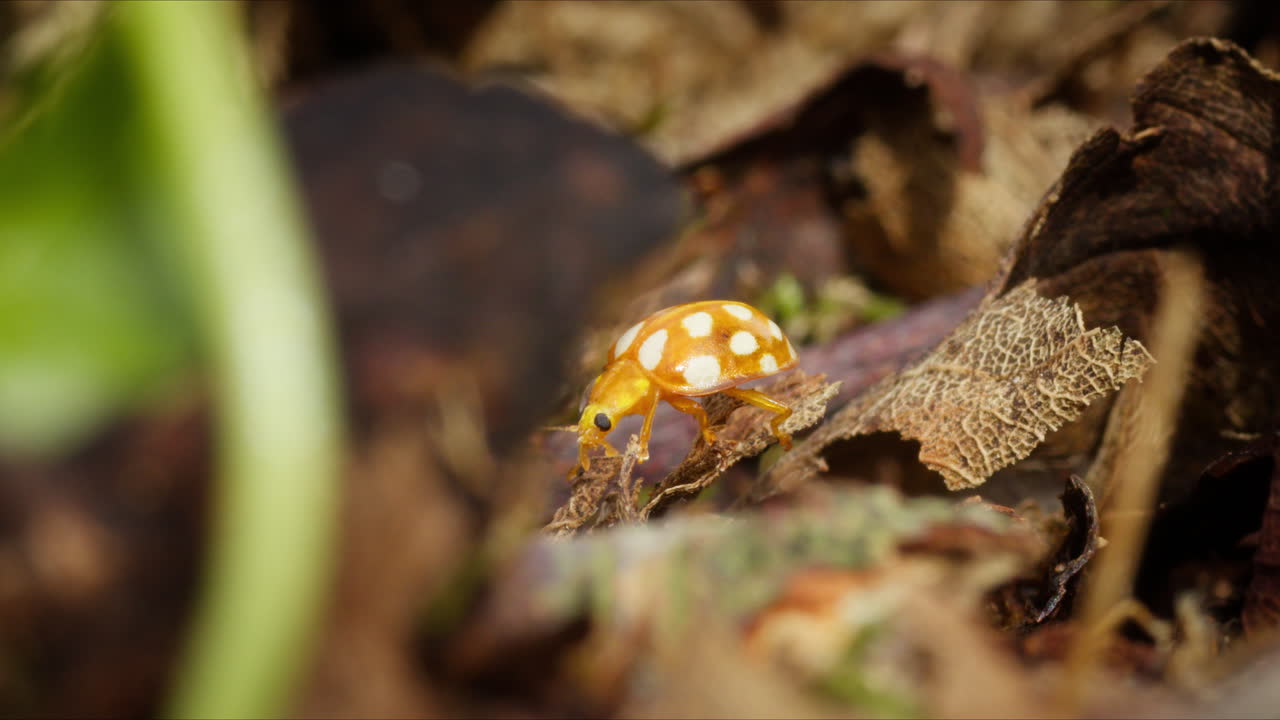 mariposa naranja caminando sobre los detritos del suelo del bosque, enfoque poco profundo ángulo bajo