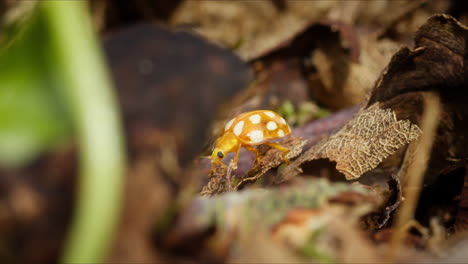 Orange-Ladybird-walking-on-detritus-of-forest-floor,-shallow-focus-low-angle