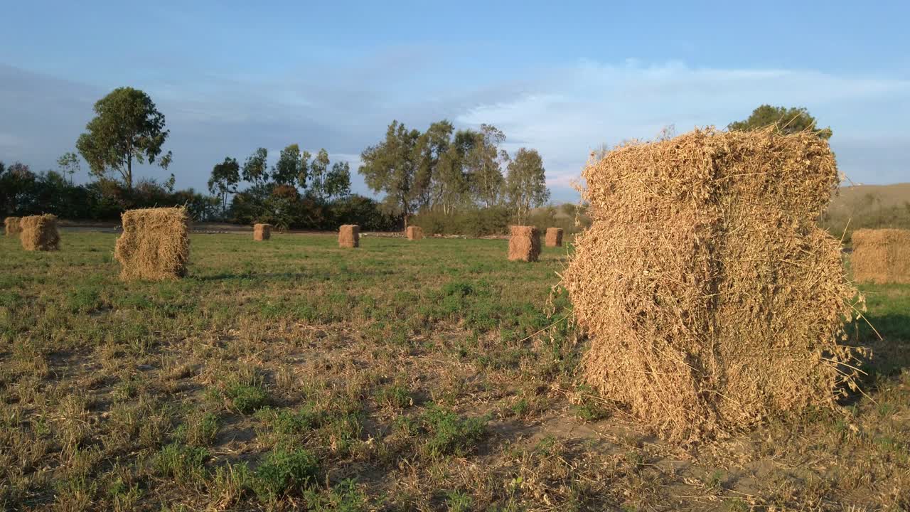 pilas de balas de heno de alfalfa secas colocadas en el campo, cielo azul soleado