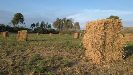 Pilas-De-Balas-De-Heno-De-Alfalfa-Secas-Colocadas-En-El-Campo,-Cielo-Azul-Soleado