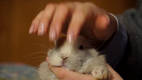 pet store vet checking white fluffy rabbits teeth