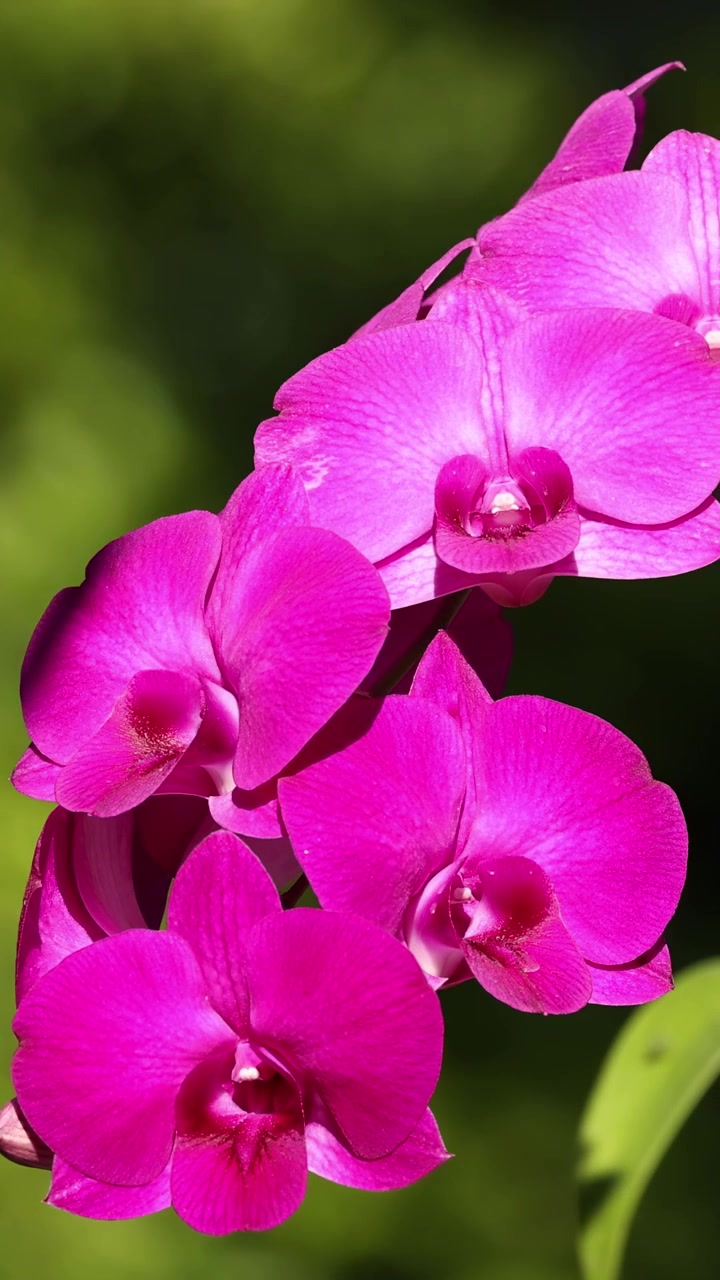 Time-lapse di fiori di orchidea che ondeggiano delicatamente