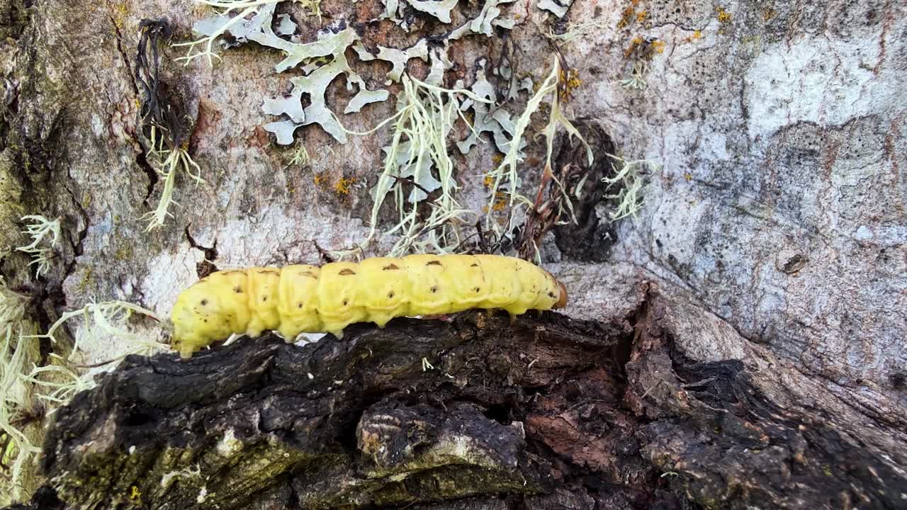 Large Yellow Underwing crawling on a tree