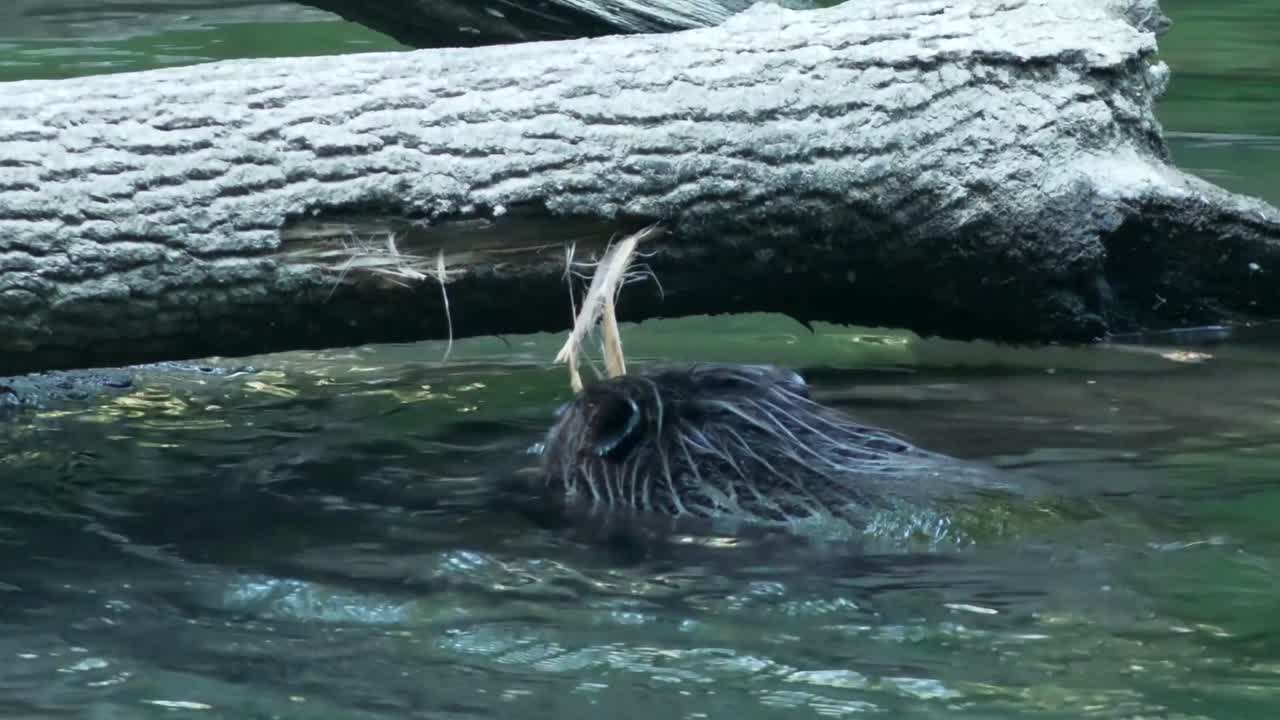 Beaver chews off large piece of bark, rips it into water, gnaws with paws