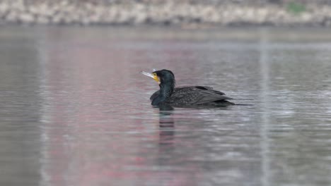 Two-cormorants-swimming-around-on-a-lake-in-the-sunshine